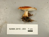 Cystodermella cinnabarina image