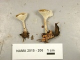 Clitocybe trulliformis image