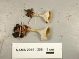 Clitocybe trulliformis image