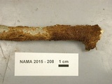 Hydnochaete olivacea image