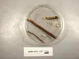 Marasmius epiphyllus image