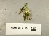 Cordyceps tuberculata image