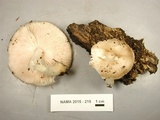 Pluteus petasatus image