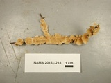 Stereum striatum image