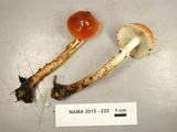 Leratiomyces squamosus var. thraustus image