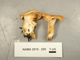 Hydnum subconnatum image