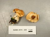 Hydnum subconnatum image