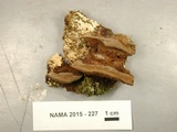Phellinus gilvus image