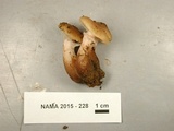 Armillaria gallica image