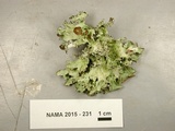 Platismatia tuckermanii image