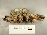 Parmotrema reticulatum image