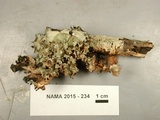 Parmotrema reticulatum image