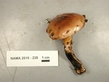 Gomphidius nigricans image