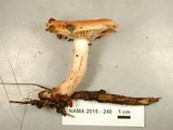 Lactarius vinaceorufescens image
