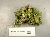 Tuckermanopsis americana image