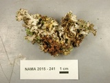 Tuckermanopsis americana image