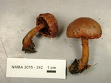 Cortinarius harrisonii image