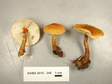 Cystoderma amianthinum image