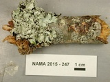 Parmotrema tinctorum image