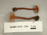 Laccaria ohiensis image