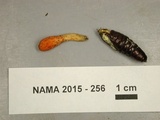 Cordyceps militaris image