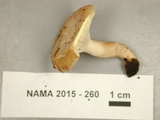 Lactarius chrysorrheus image