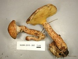 Suillus spraguei image