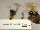 Collybia cookei image