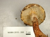 Suillus spraguei image