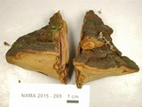 Phellinus robiniae image