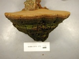 Phellinus everhartii image