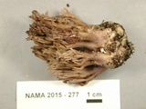 Ramaria fennica image
