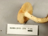 Cuphophyllus pratensis image
