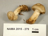 Tricholoma saponaceum image