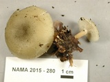 Clitocybe odora image