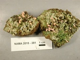 Dibaeis baeomyces image