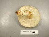 Russula crustosa image