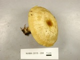 Tricholomopsis decora image
