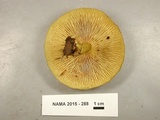 Tricholomopsis decora image