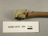 Tremella fuciformis image