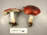 Russula vinacea image