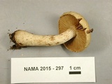 Cortinarius flavifolius image