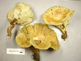Albatrellus cristatus image