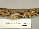 Trichaptum abietinum image