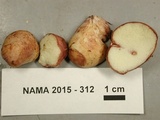 Rhizopogon rubescens image