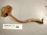 Laccaria bicolor image
