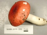 Russula silvicola image