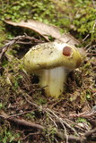 Cortinarius viridirubescens image