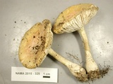 Amanita persicina image