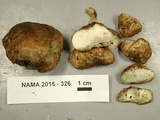Rhizopogon nigrescens image